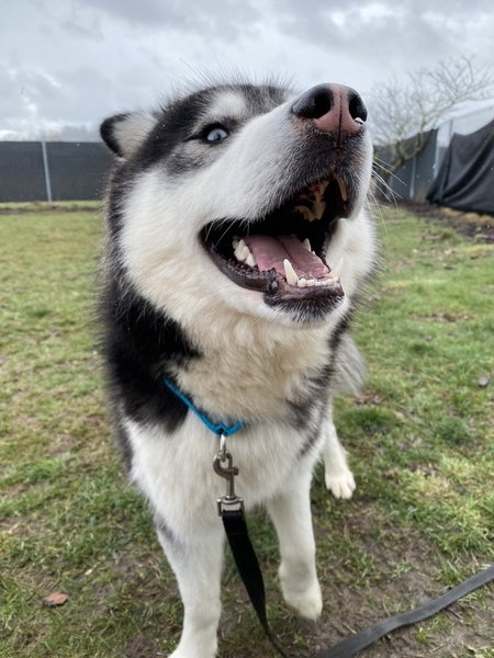 dog-image