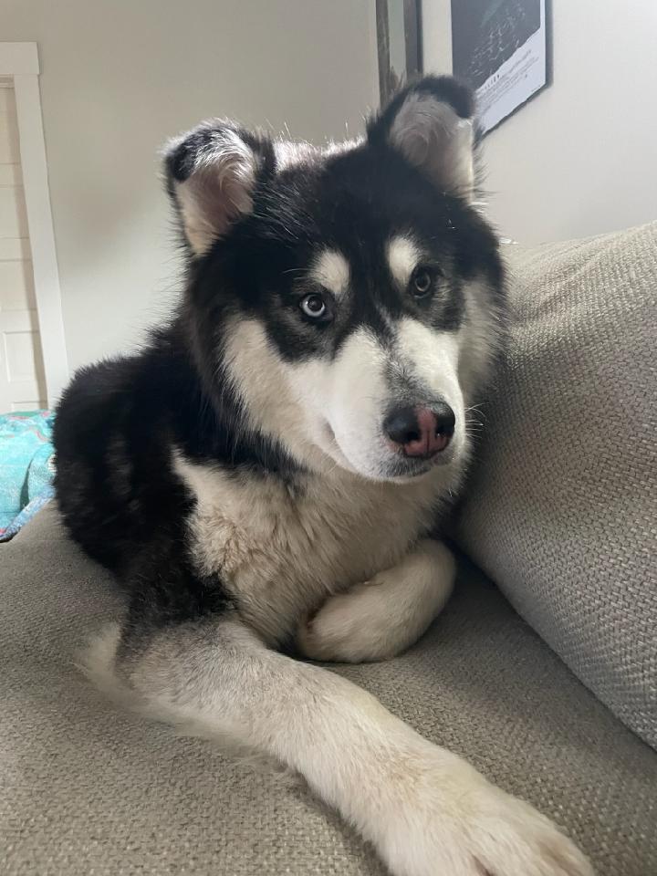 dog-image