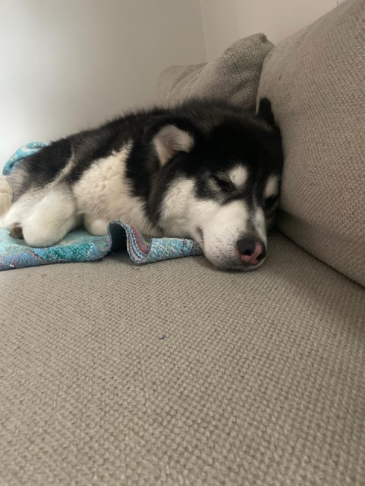 dog-image