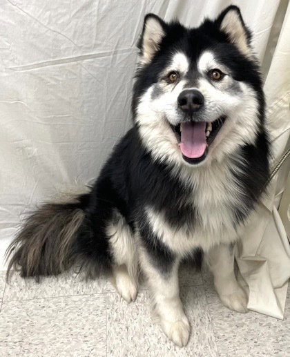 dog-image