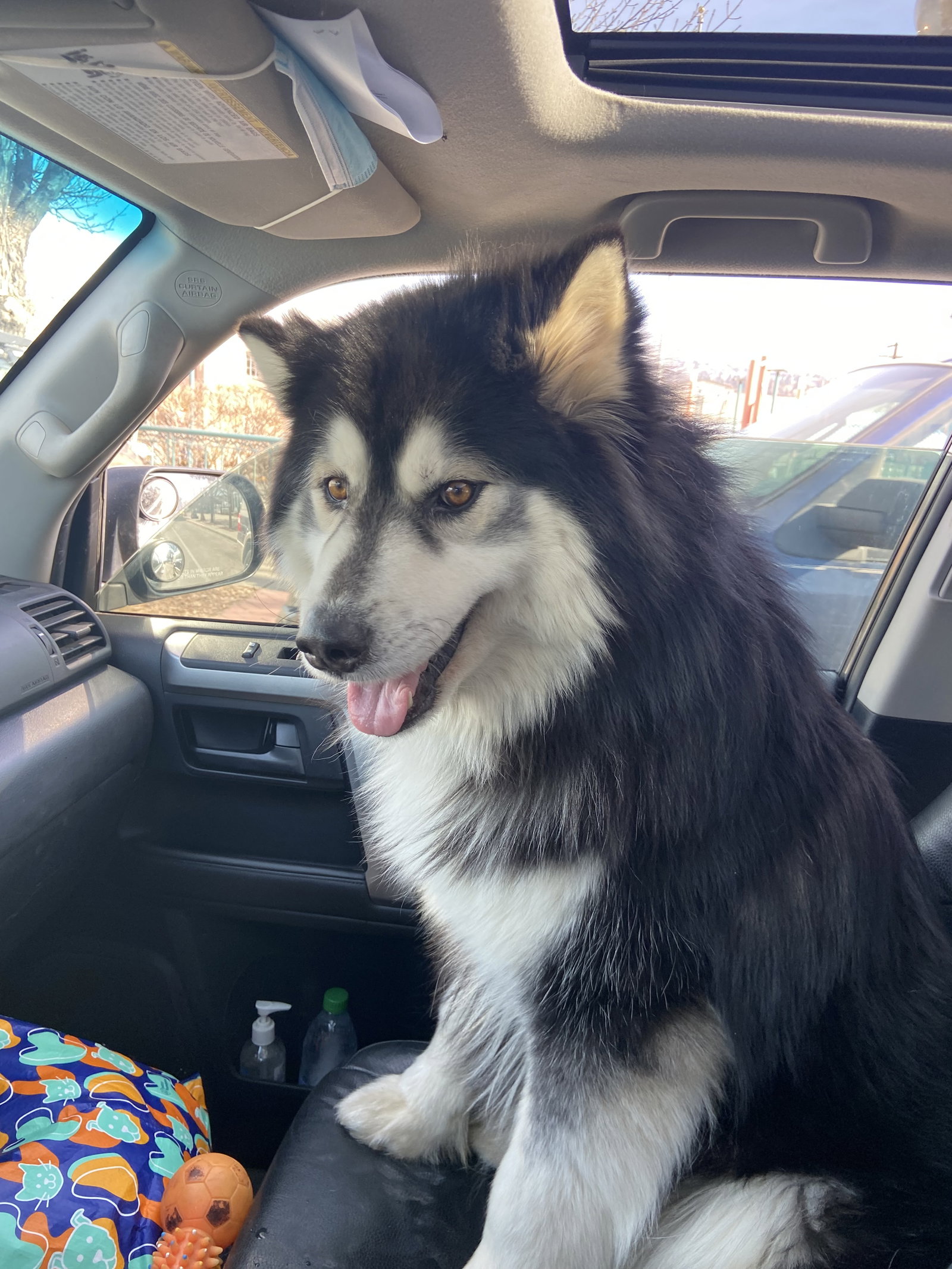 dog-image