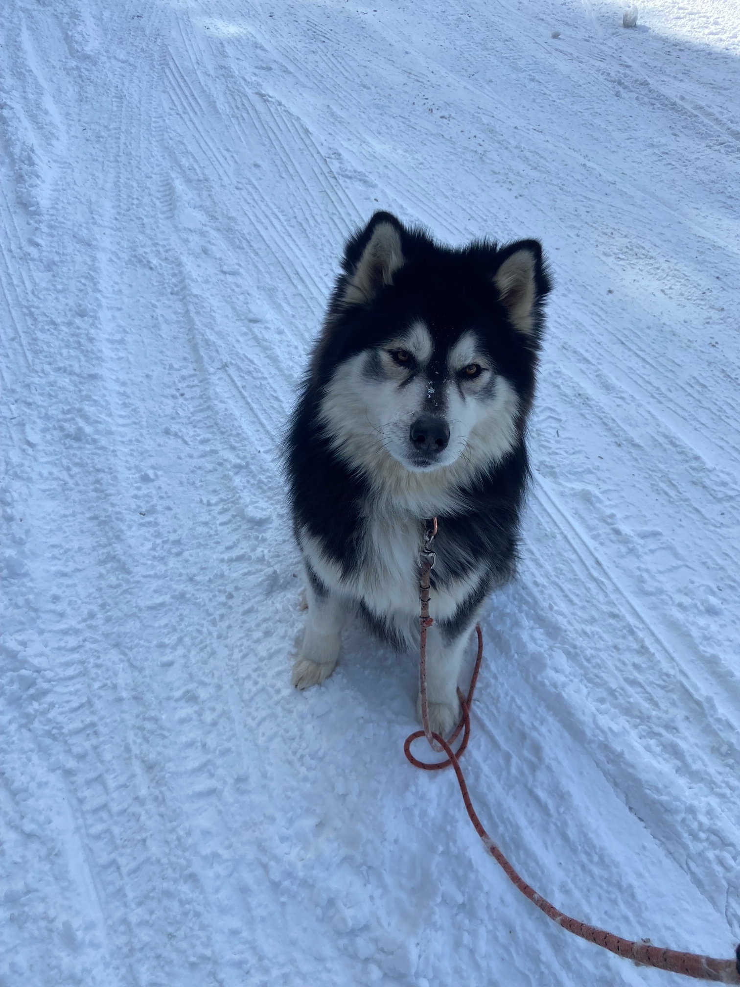 dog-image