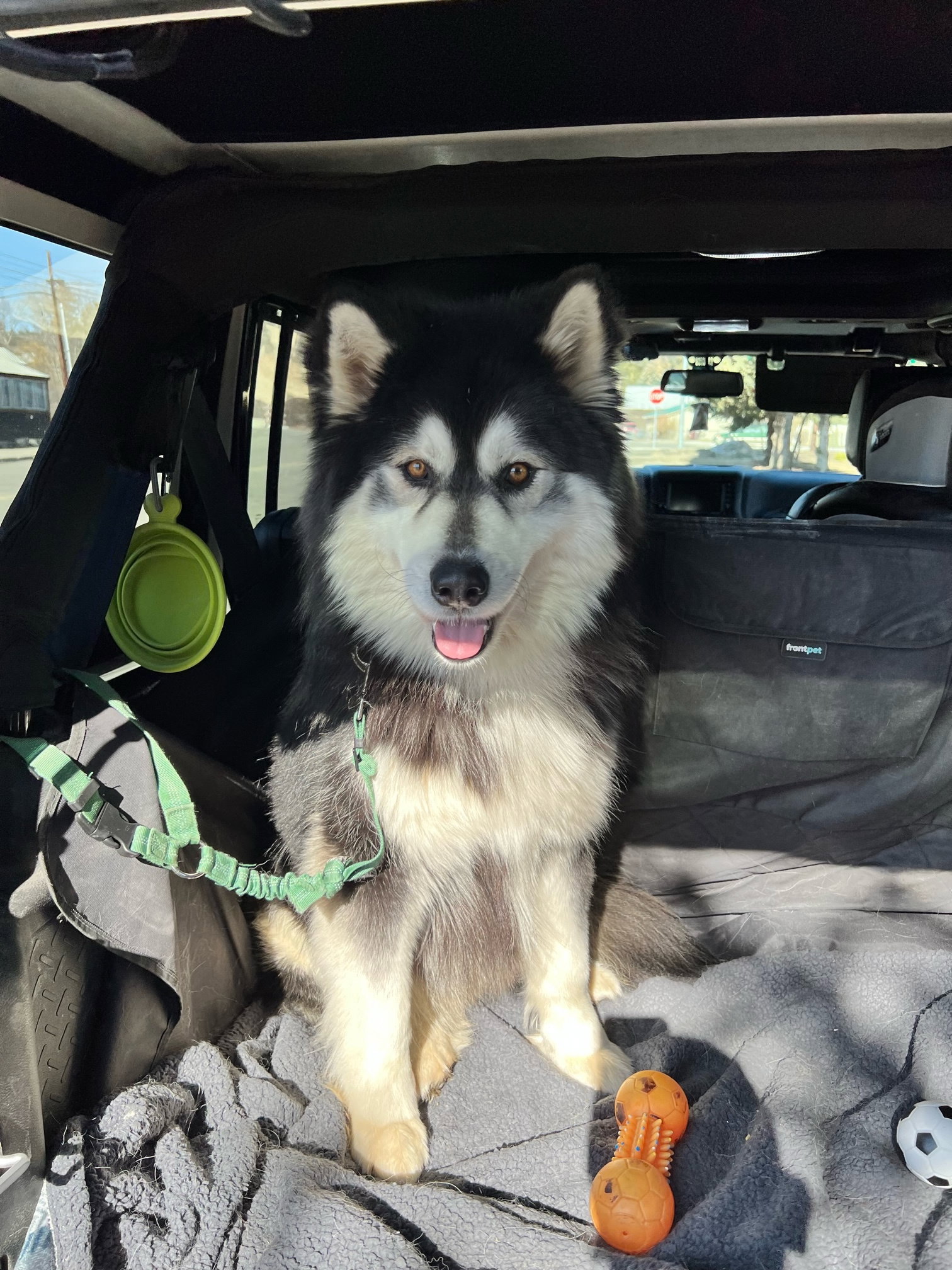 dog-image