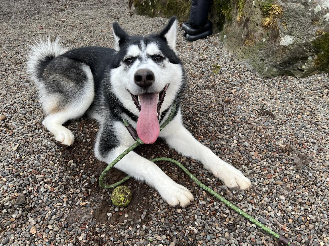 dog-image