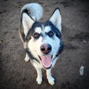 dog-image