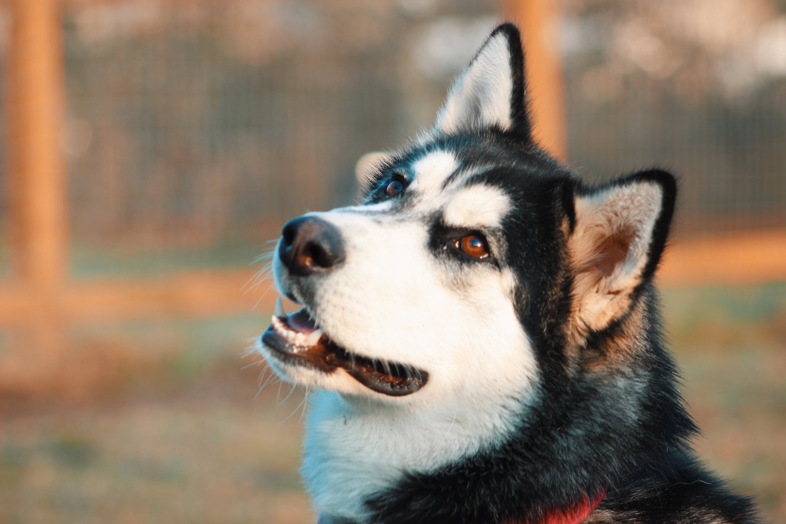 dog-image