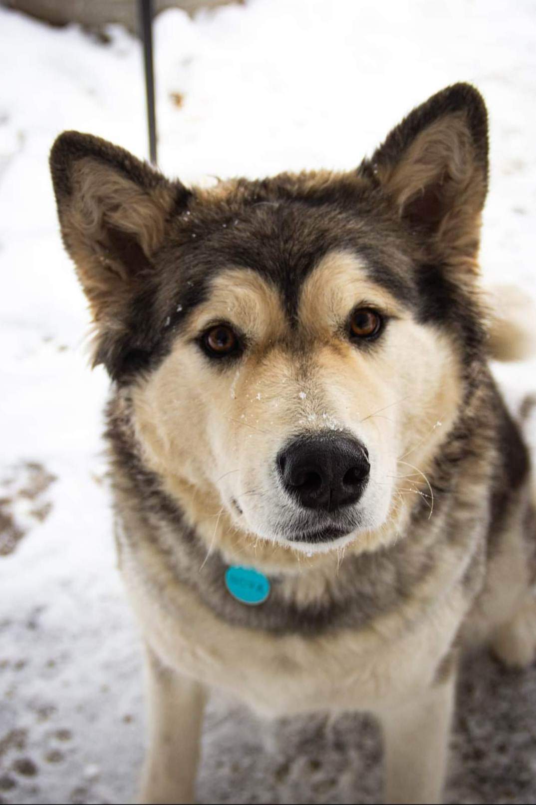 dog-image