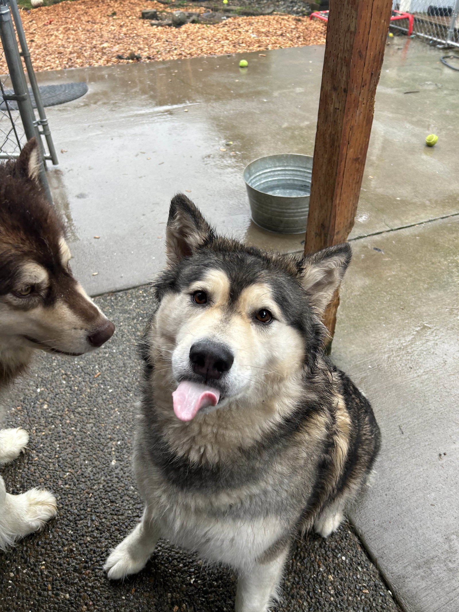 dog-image