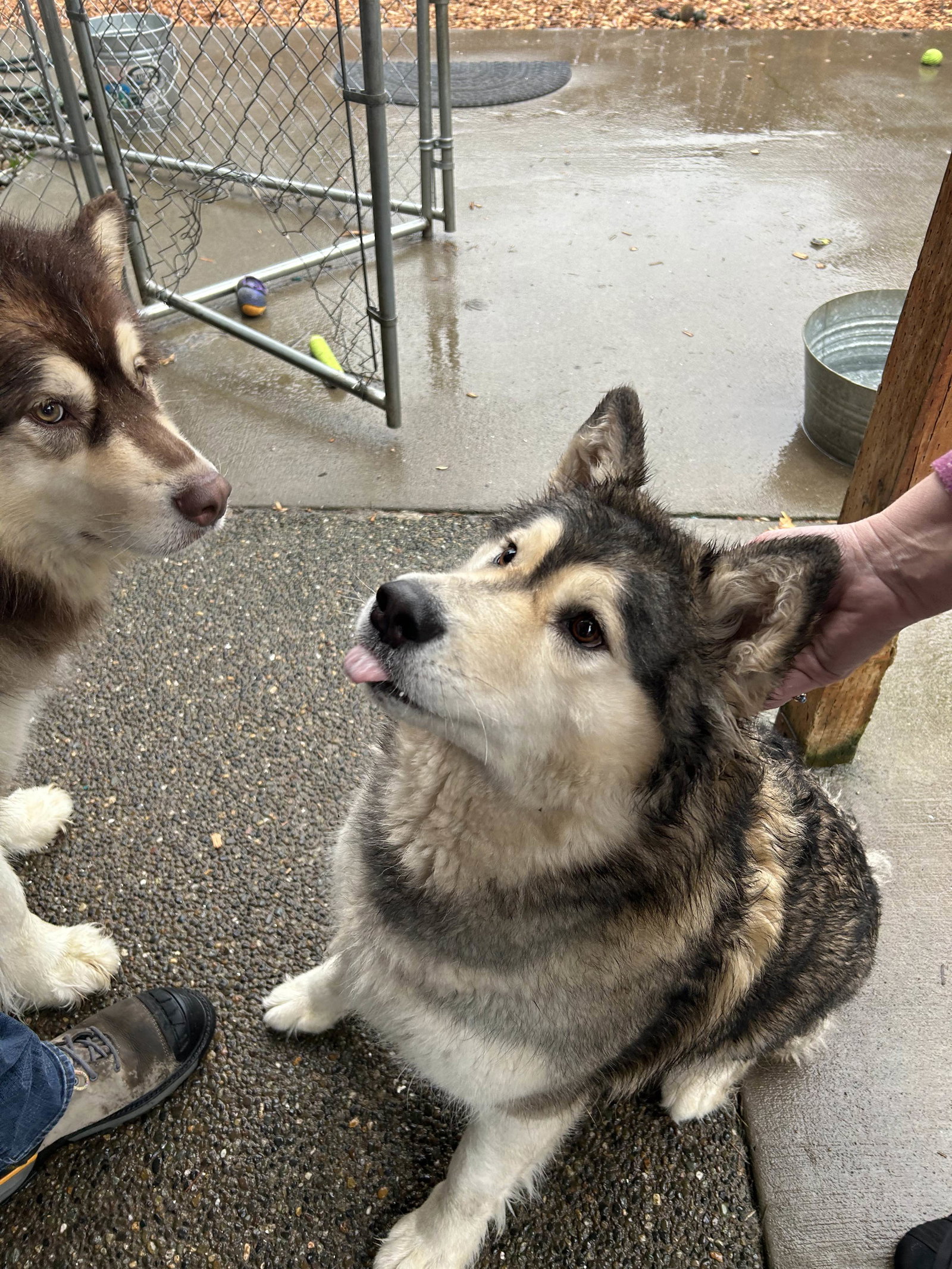 dog-image