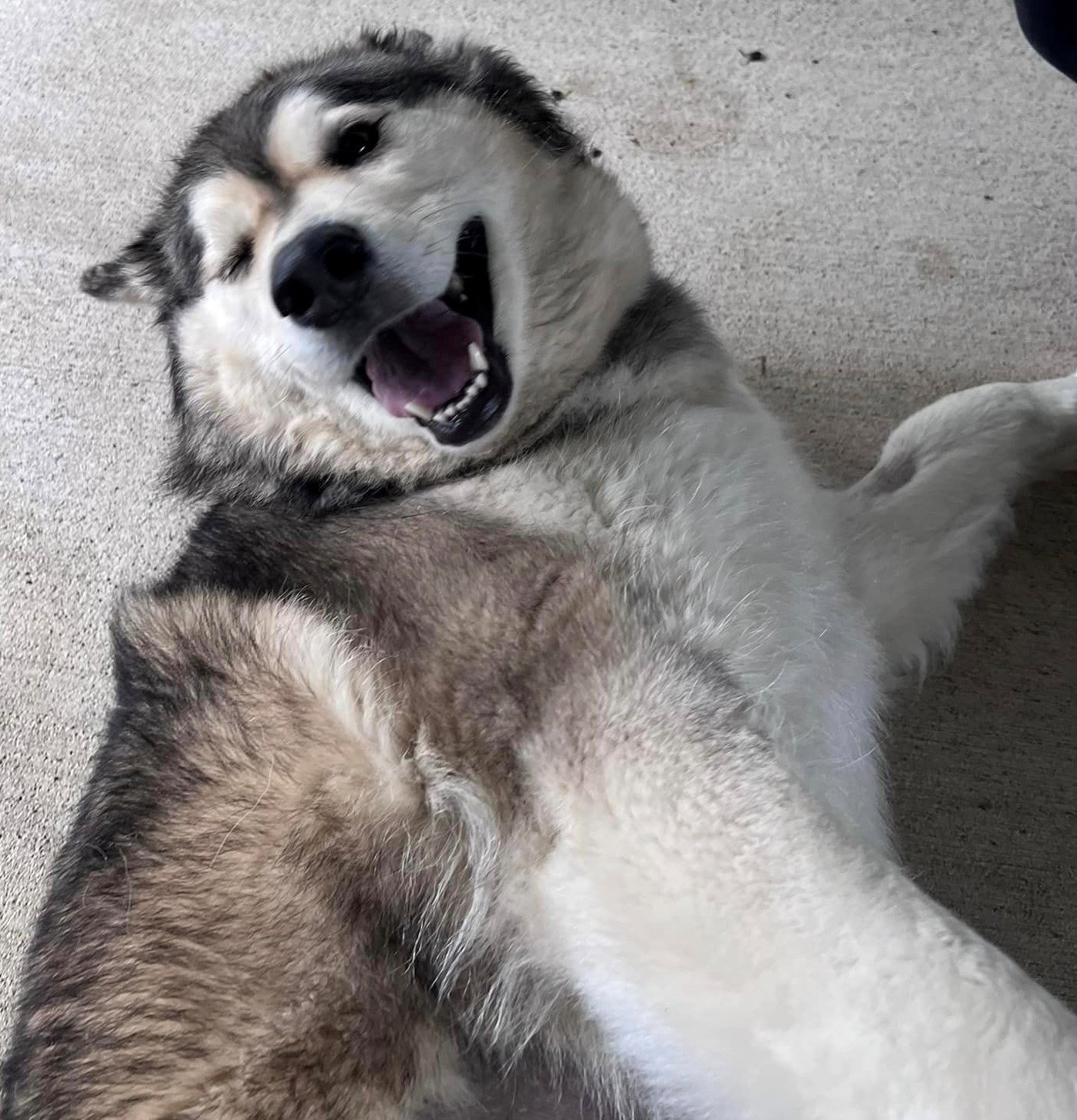 dog-image