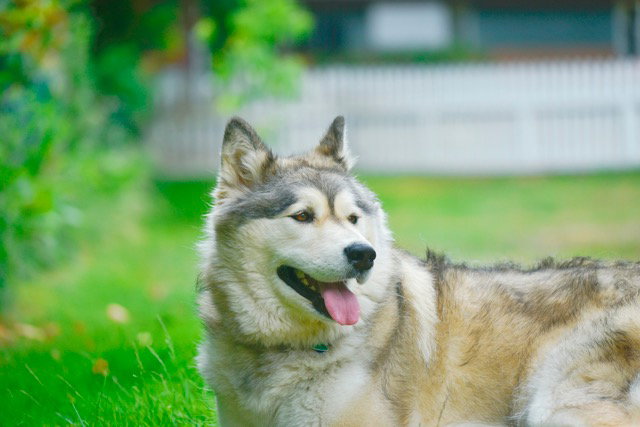 dog-image