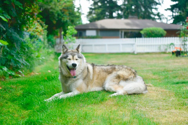 dog-image