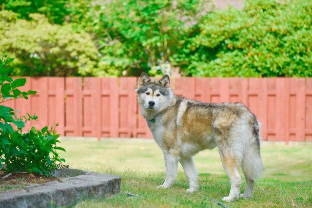 dog-image