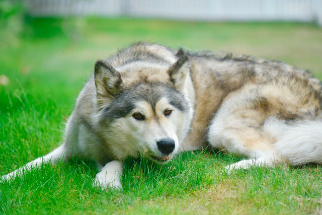 dog-image