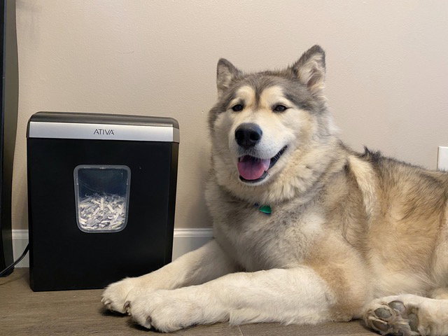 dog-image