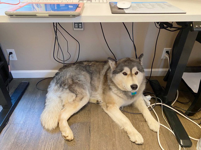 dog-image