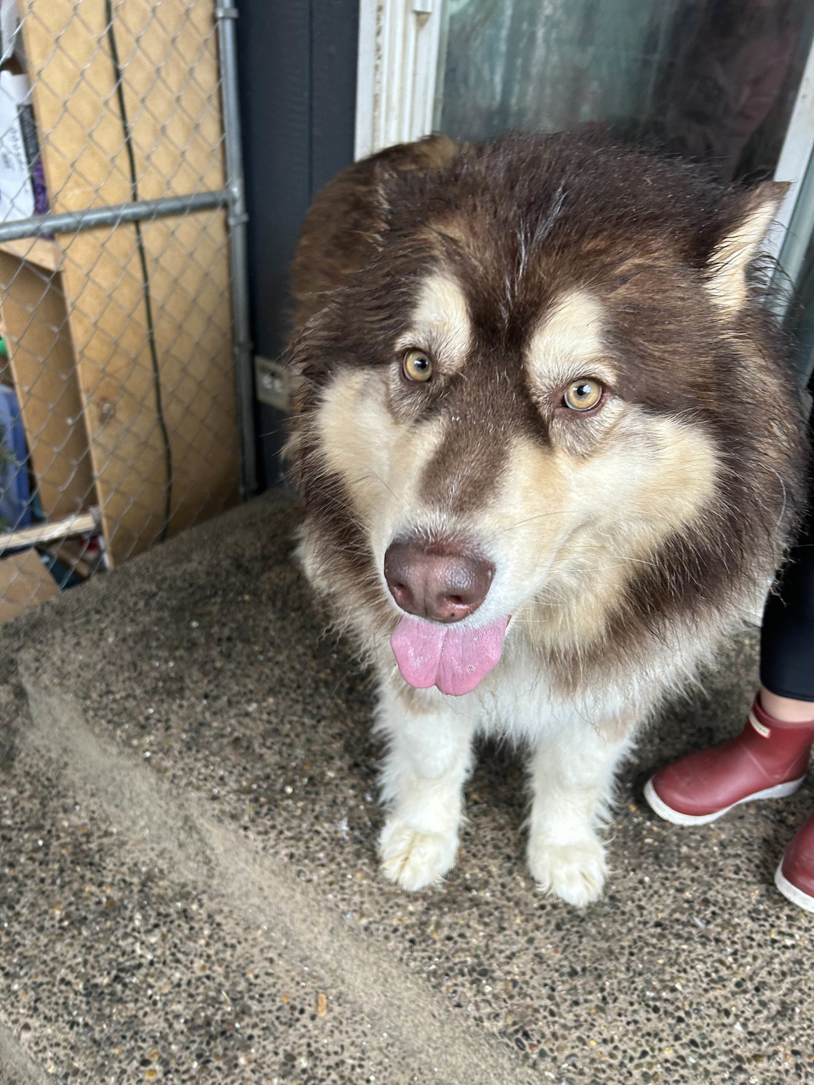 dog-image