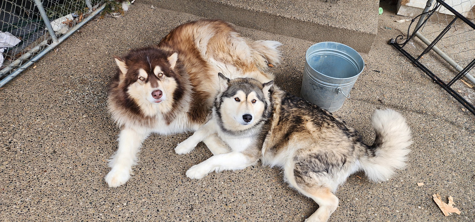 dog-image