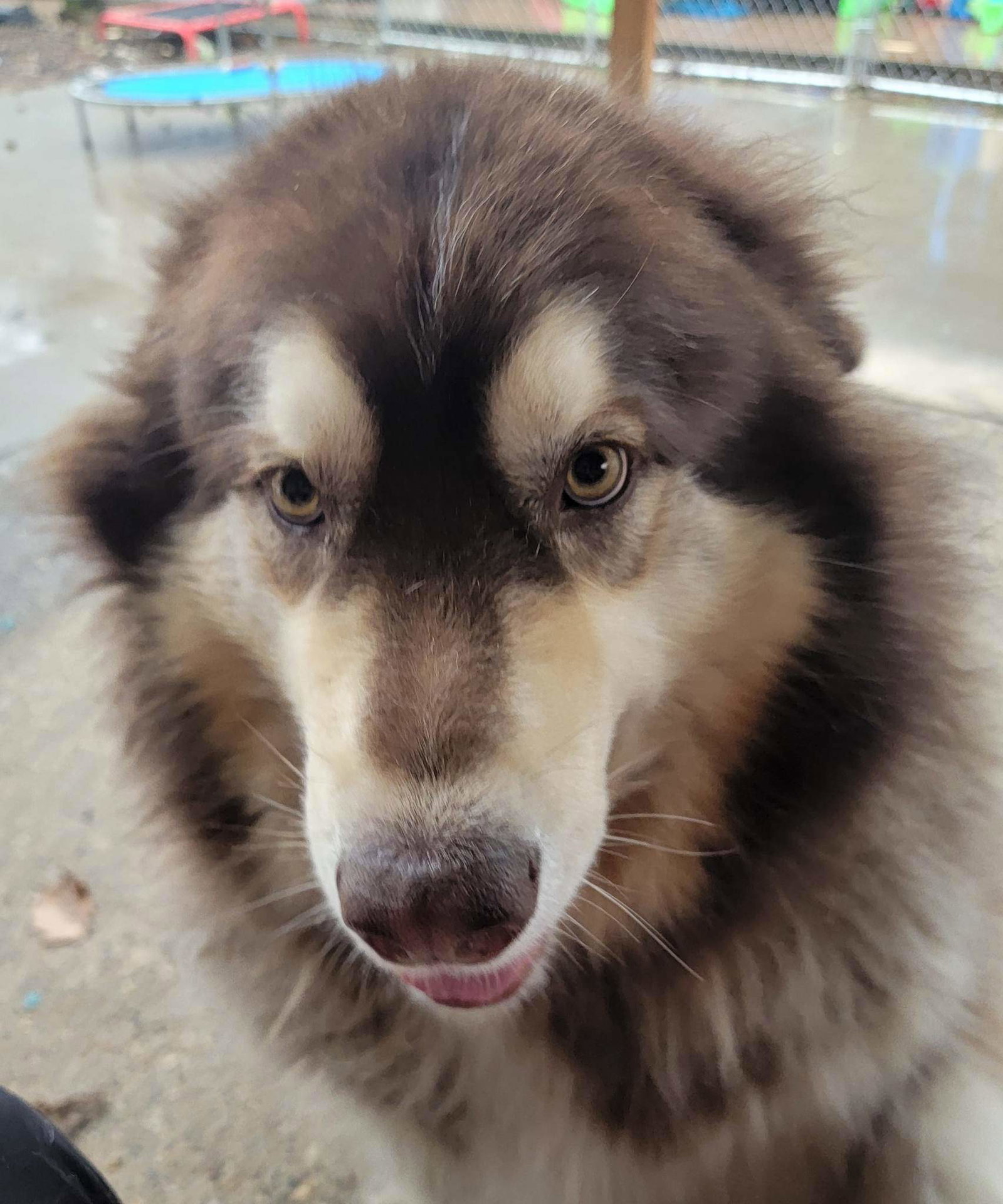 dog-image