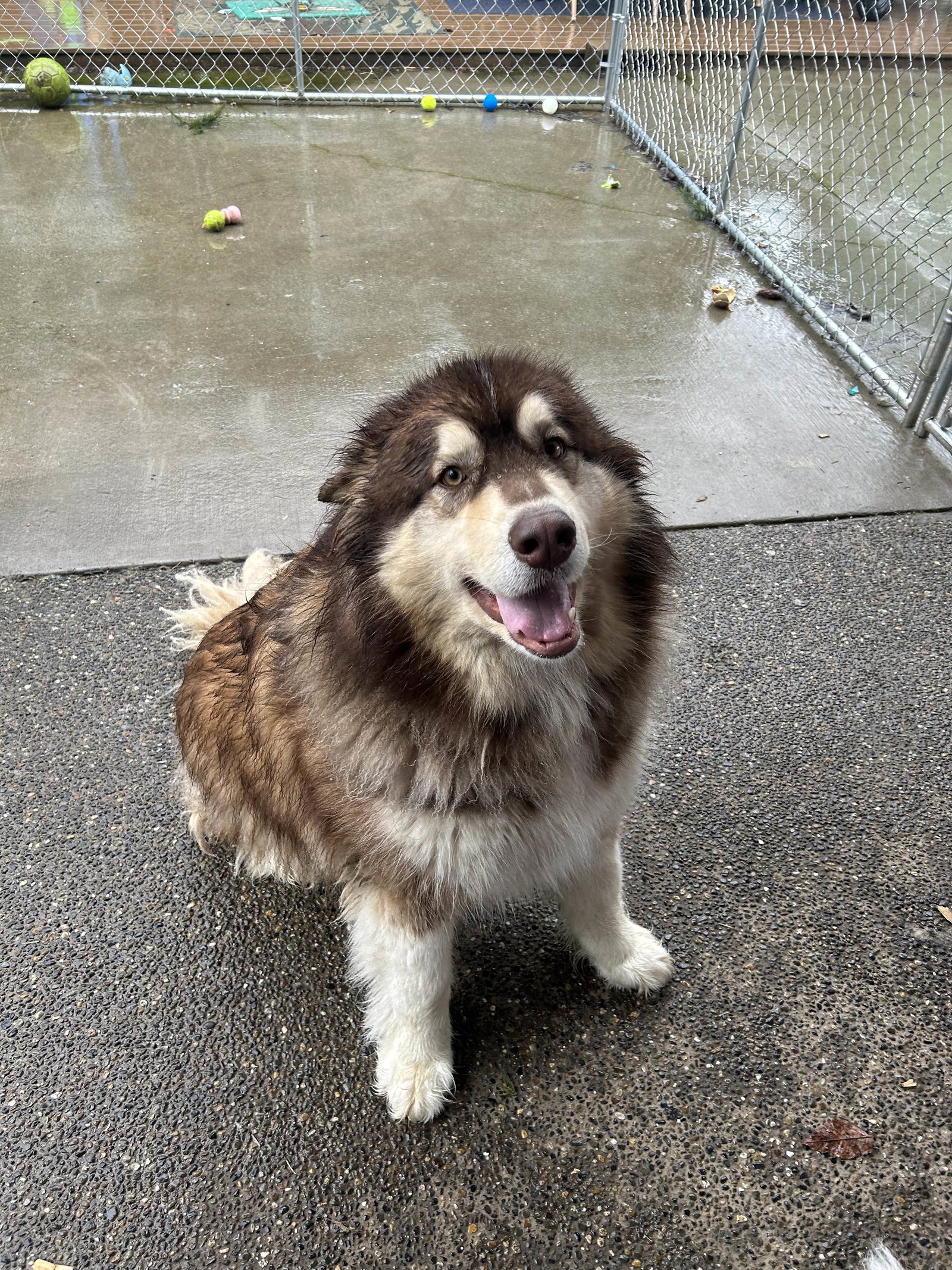 dog-image