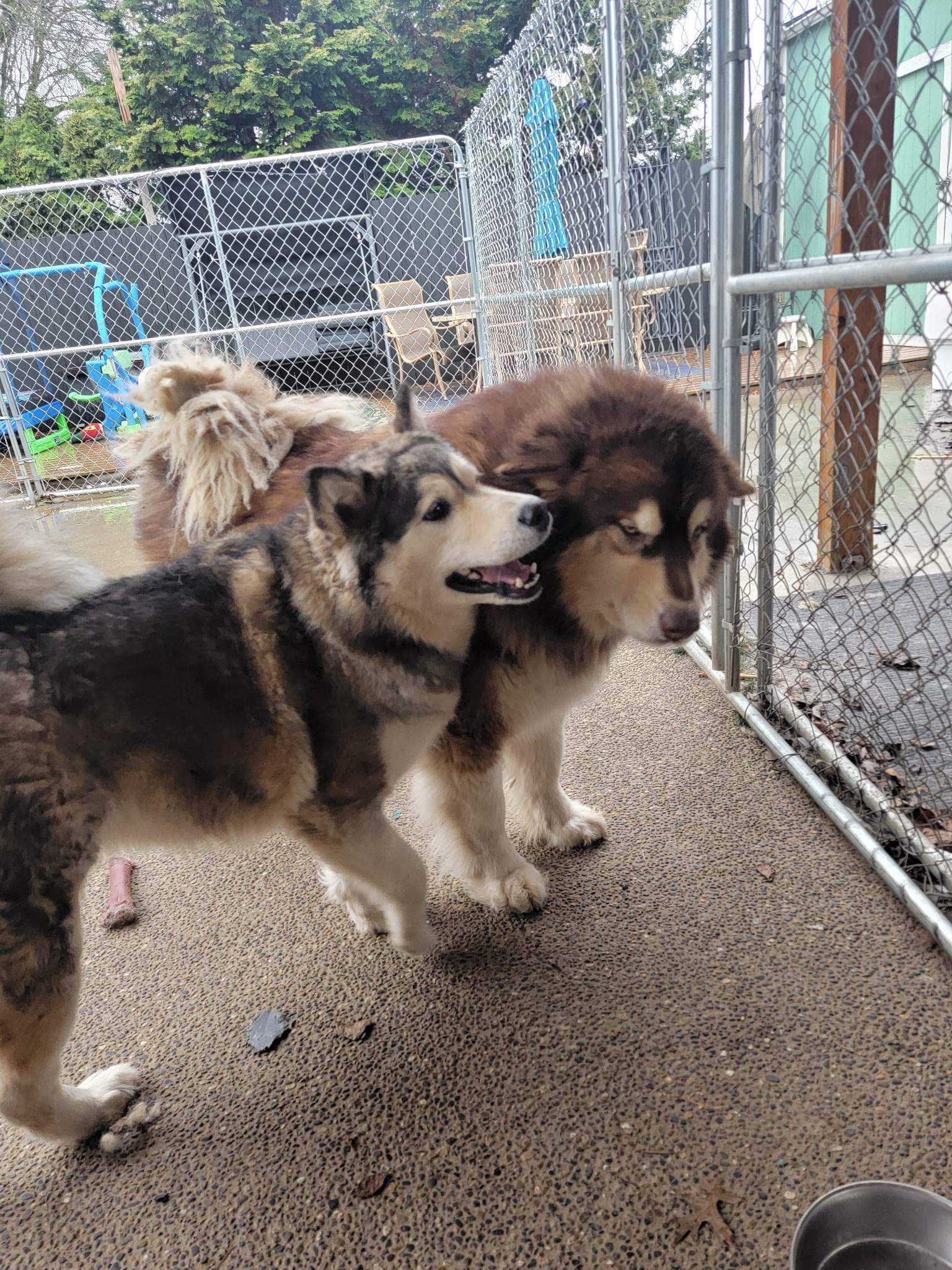 dog-image