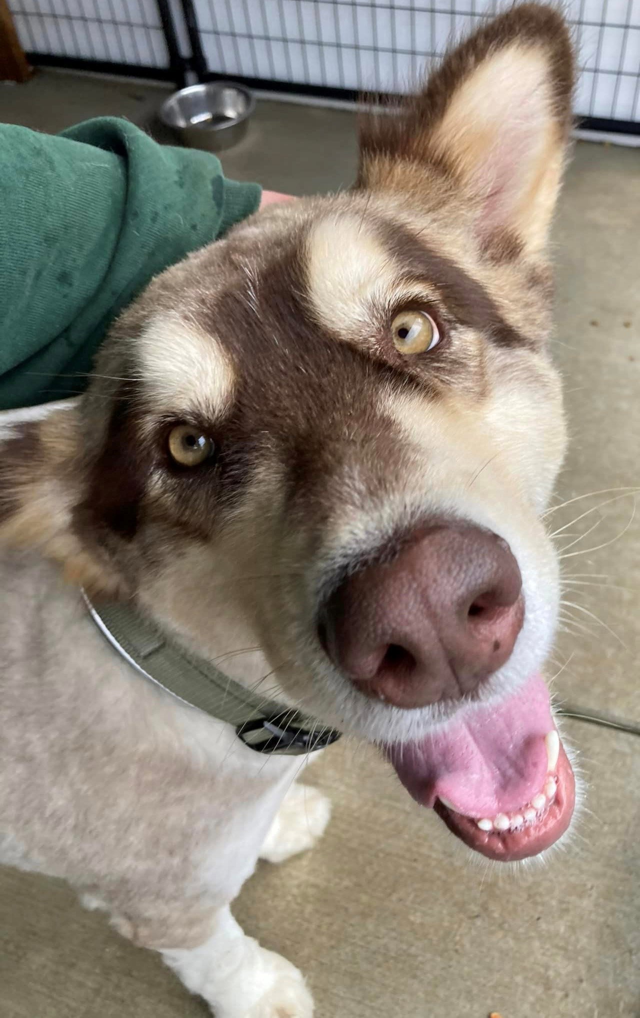 dog-image