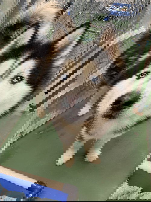 SIMBA