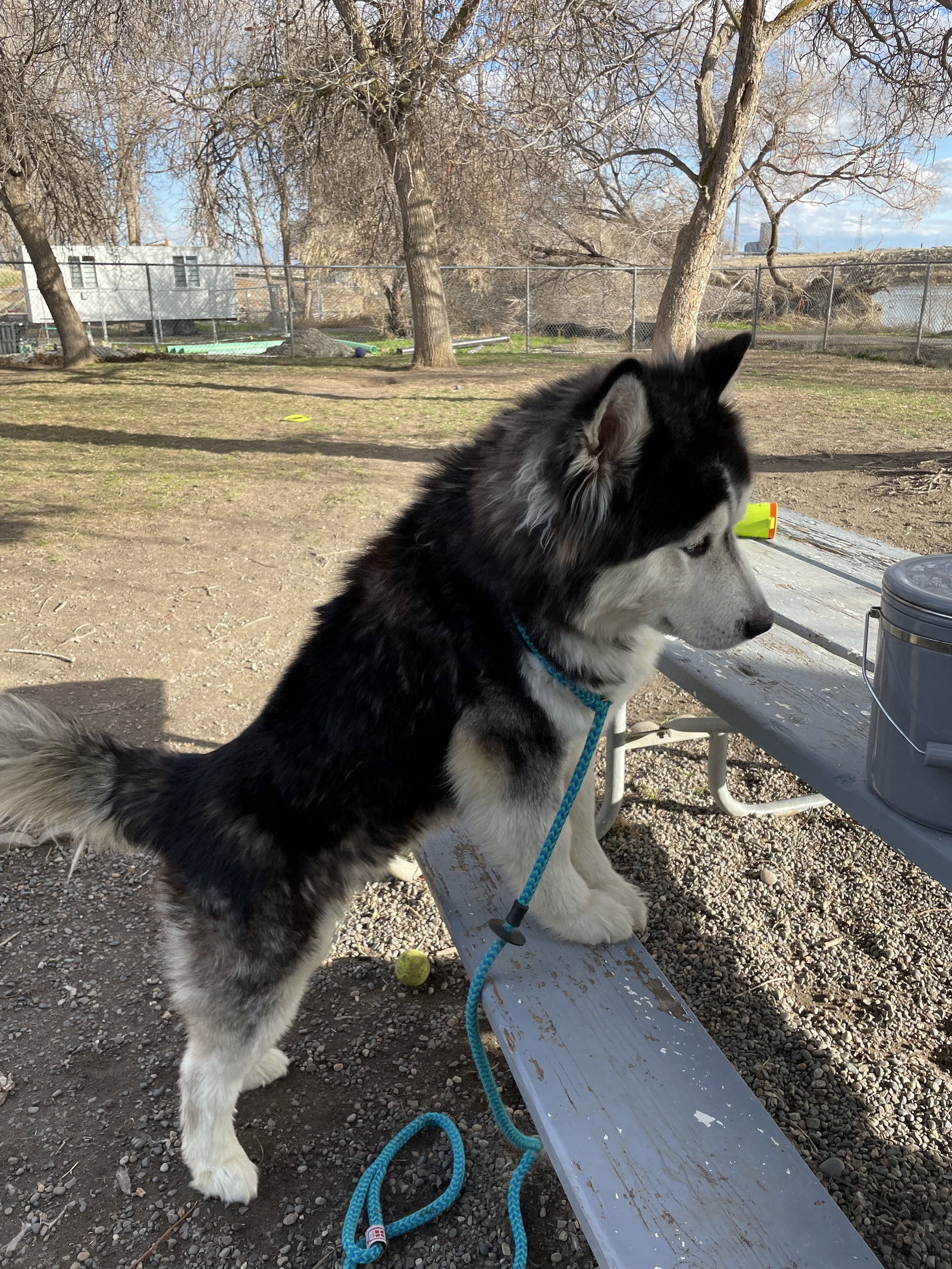 dog-image