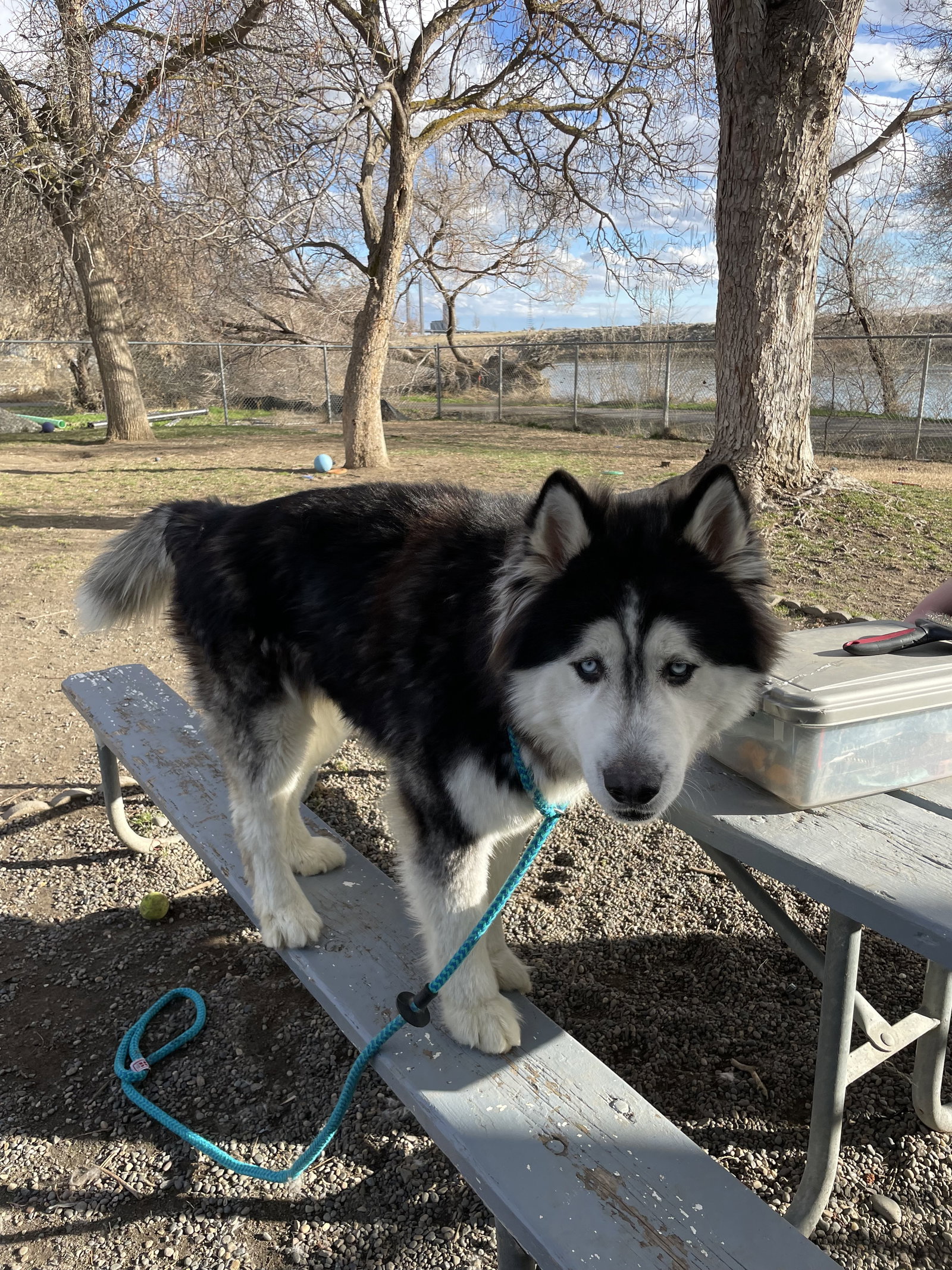 dog-image