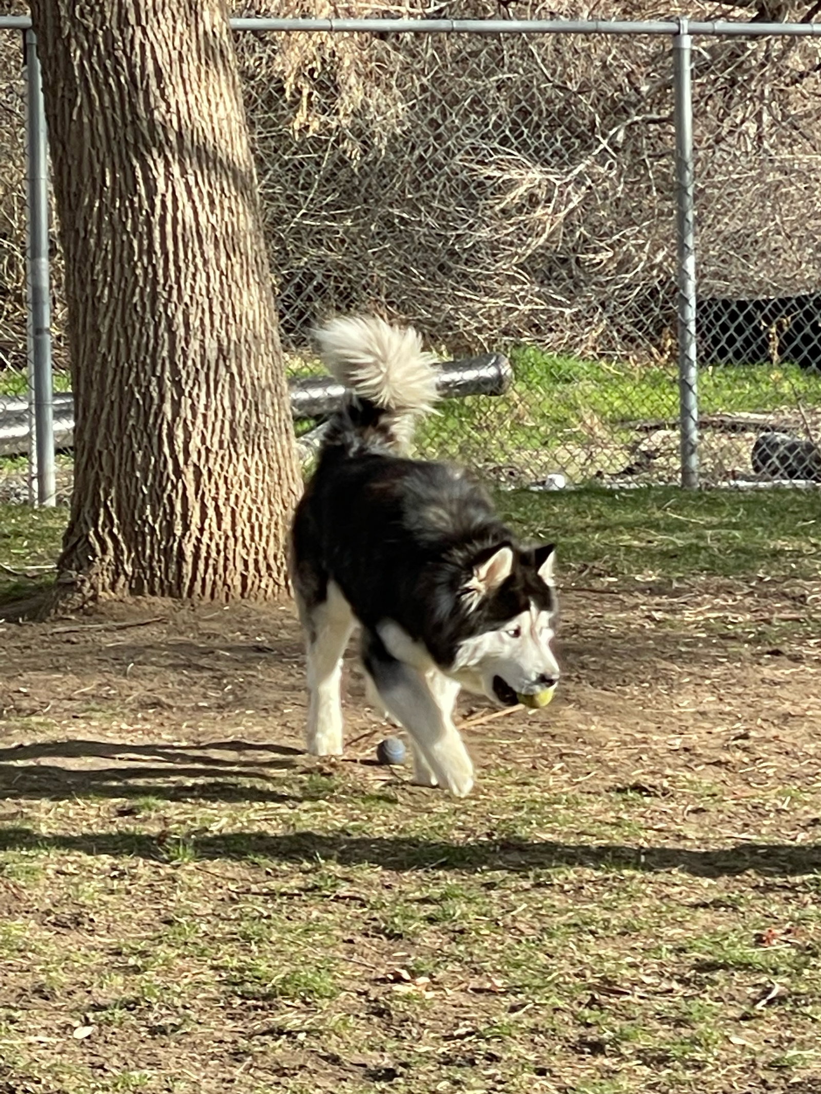 dog-image