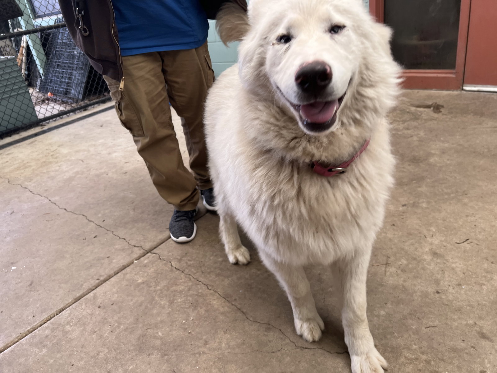 dog-image