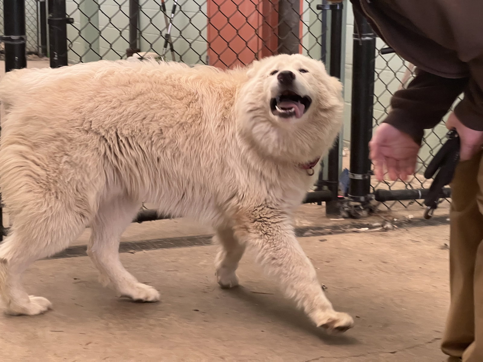 dog-image