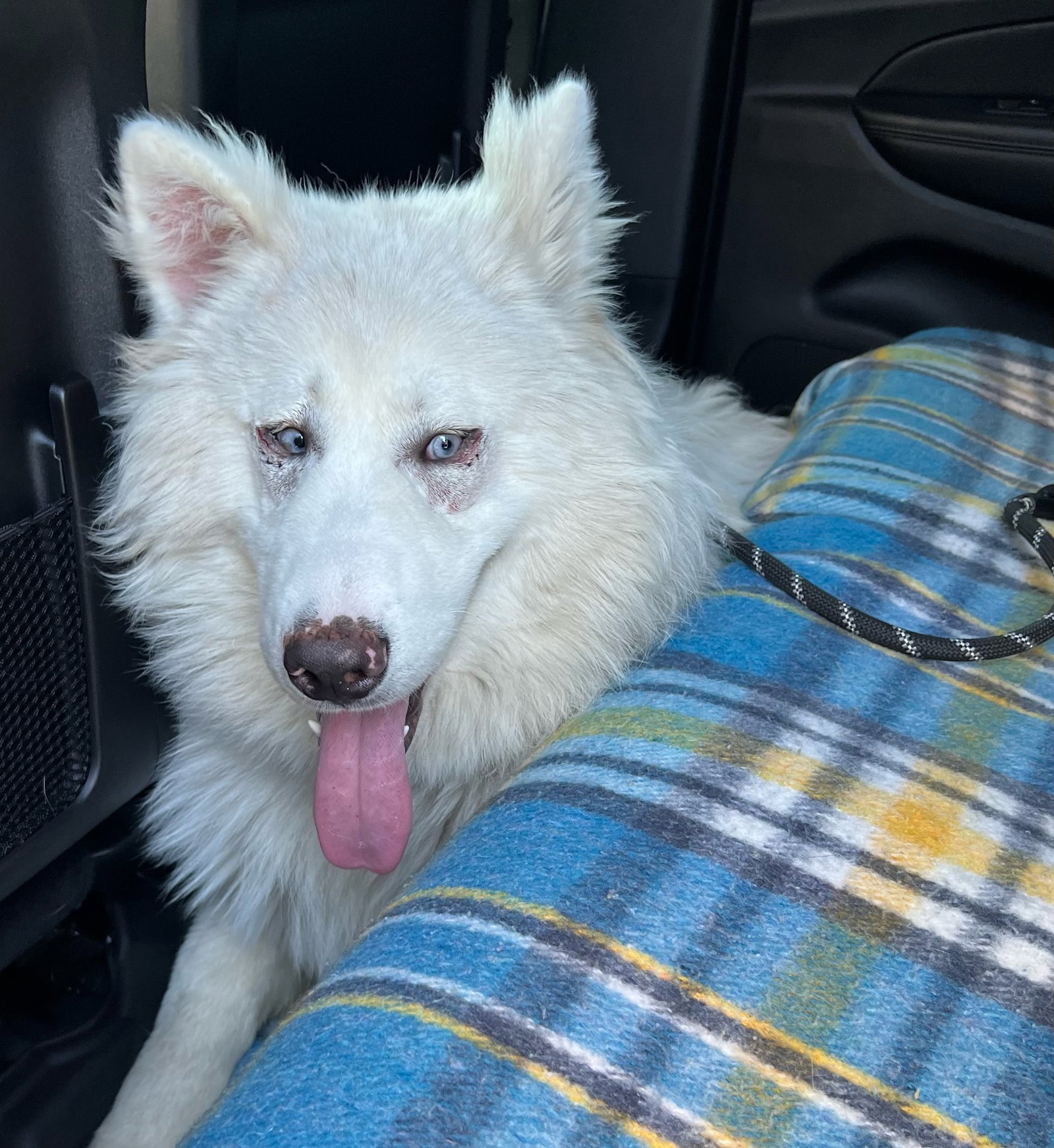 dog-image