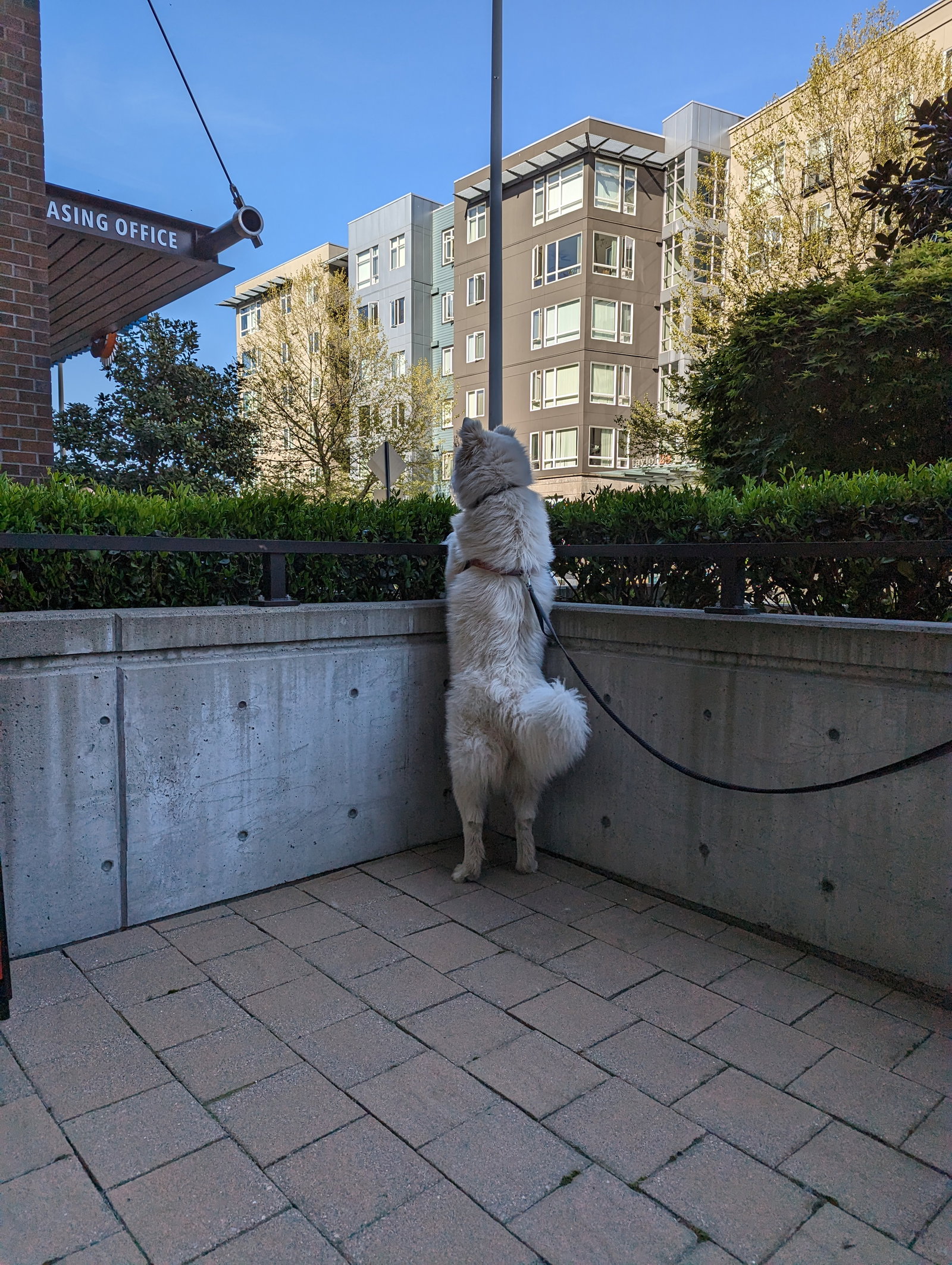 dog-image