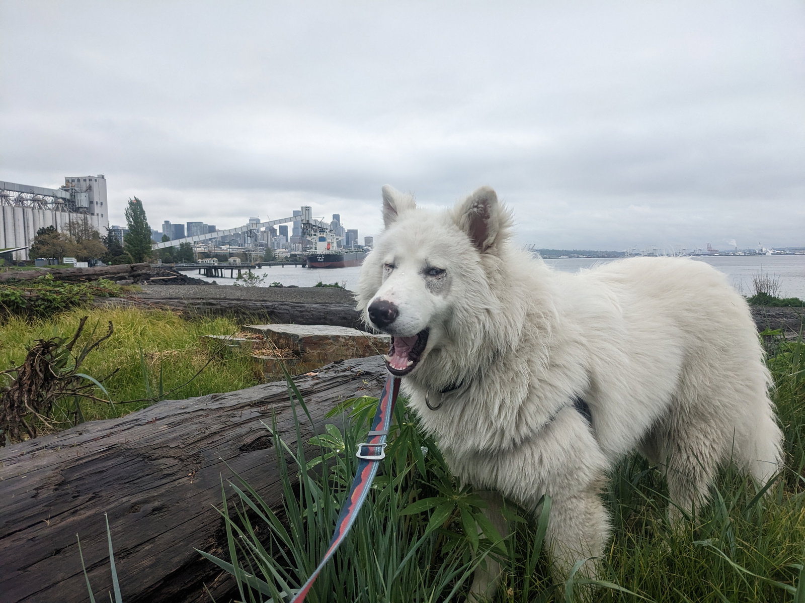 dog-image
