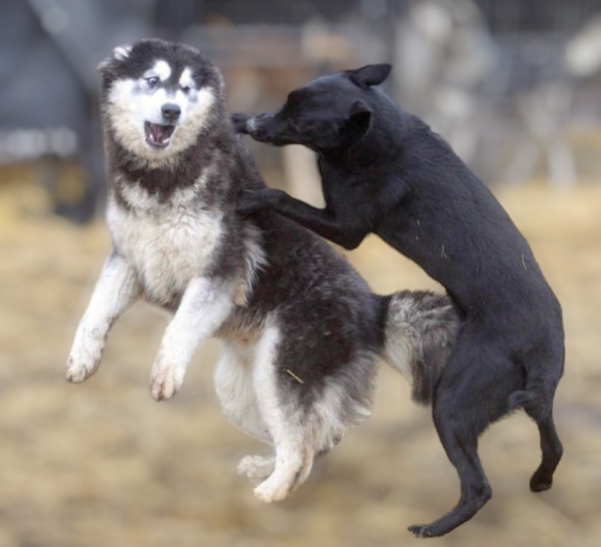 dog-image