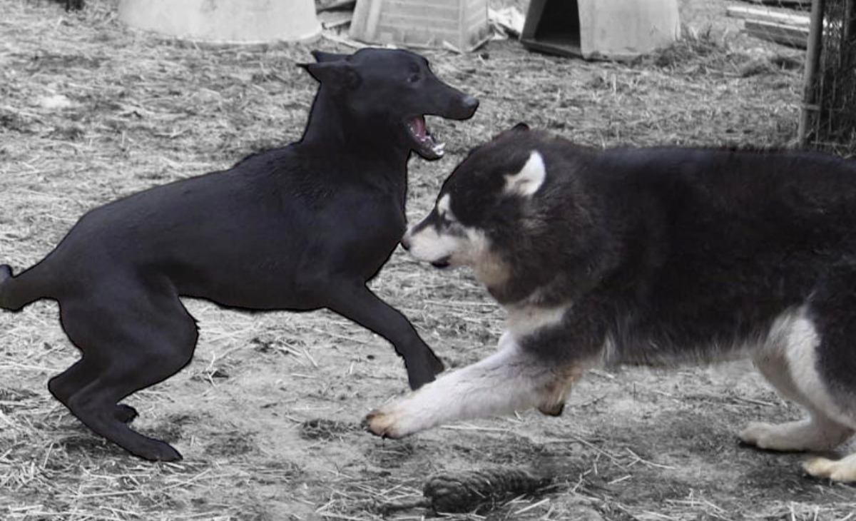 dog-image