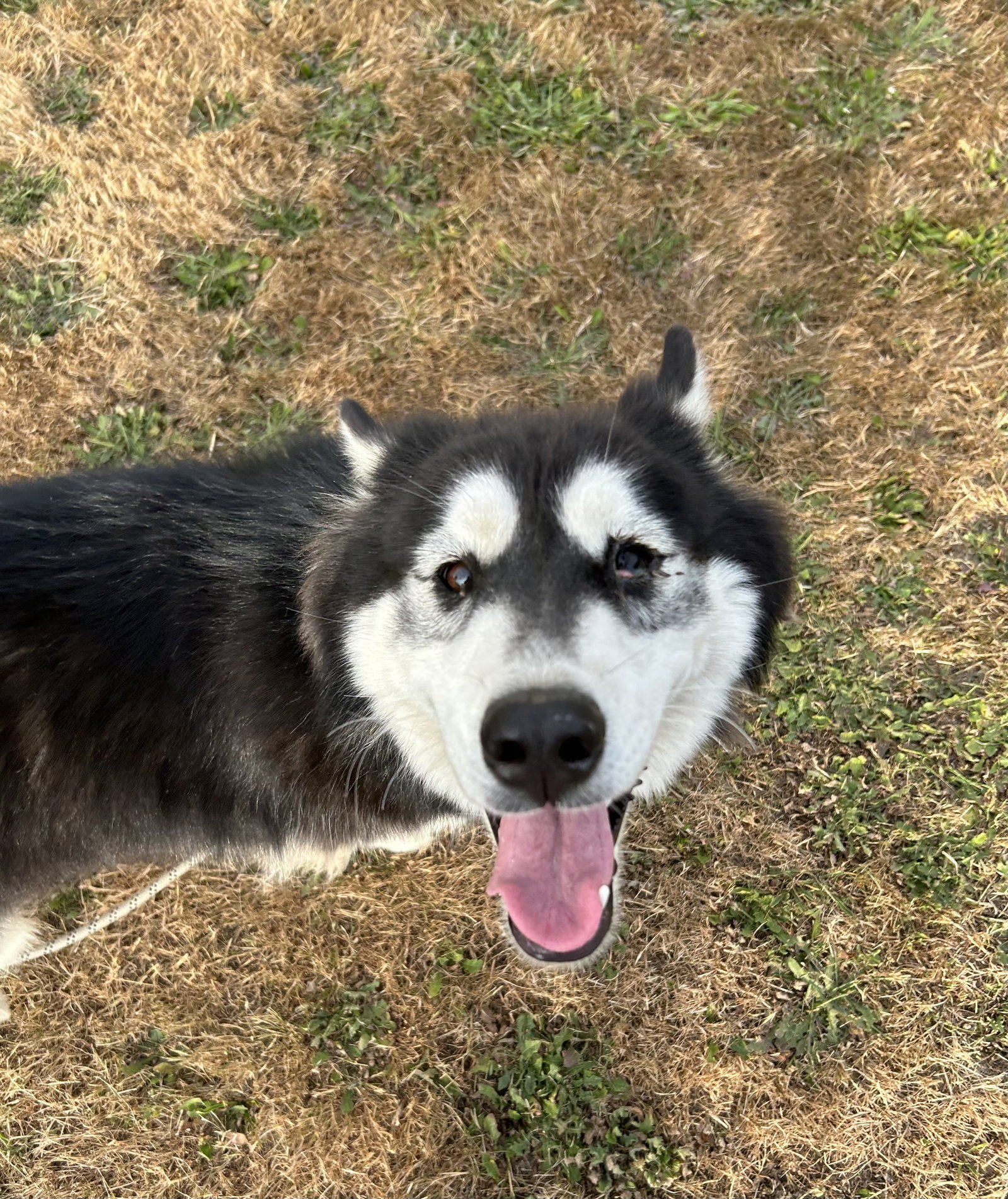 dog-image