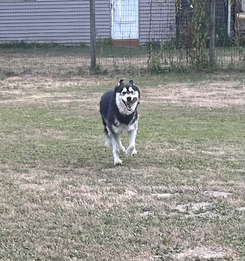 dog-image