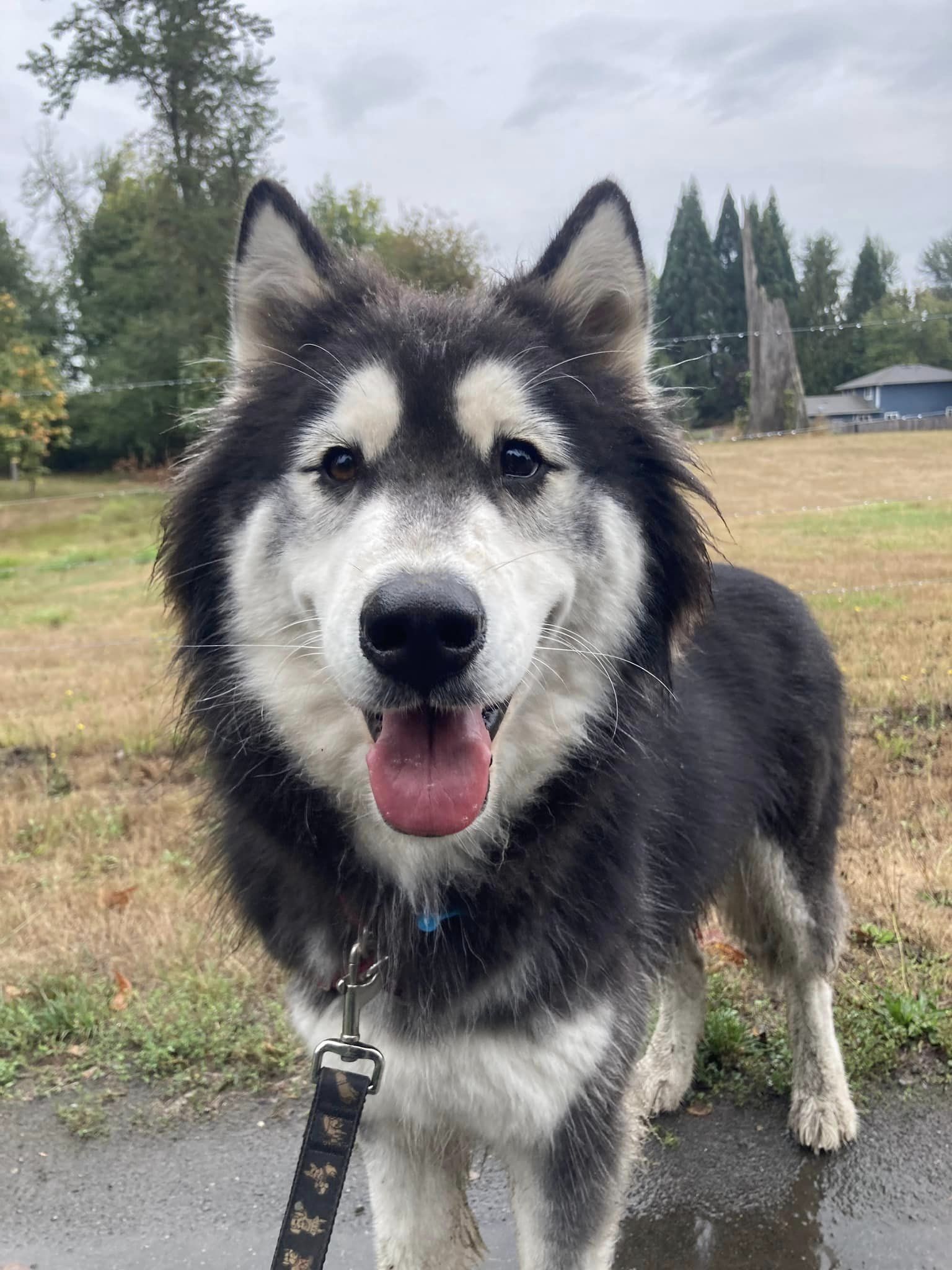 dog-image
