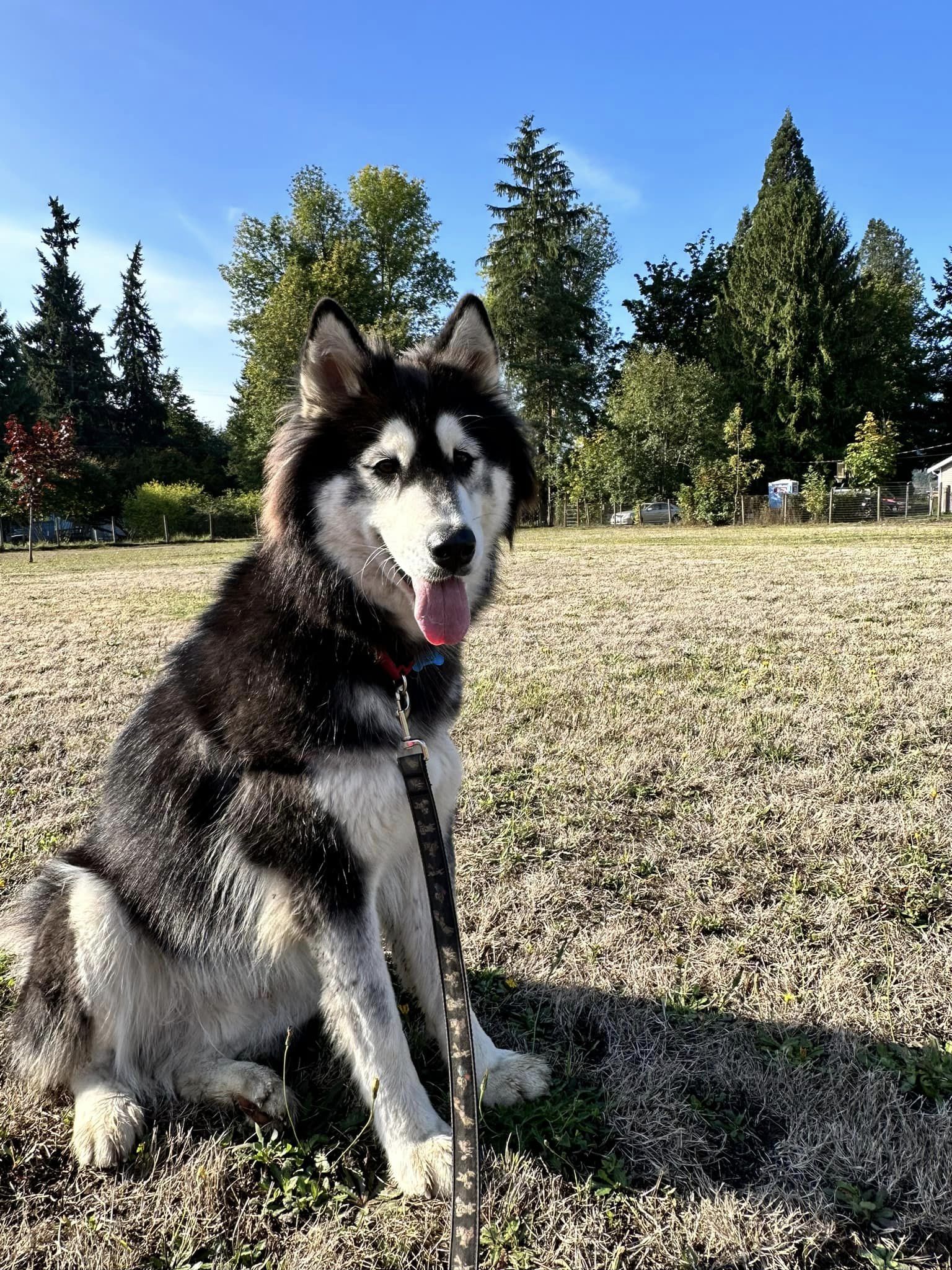 dog-image