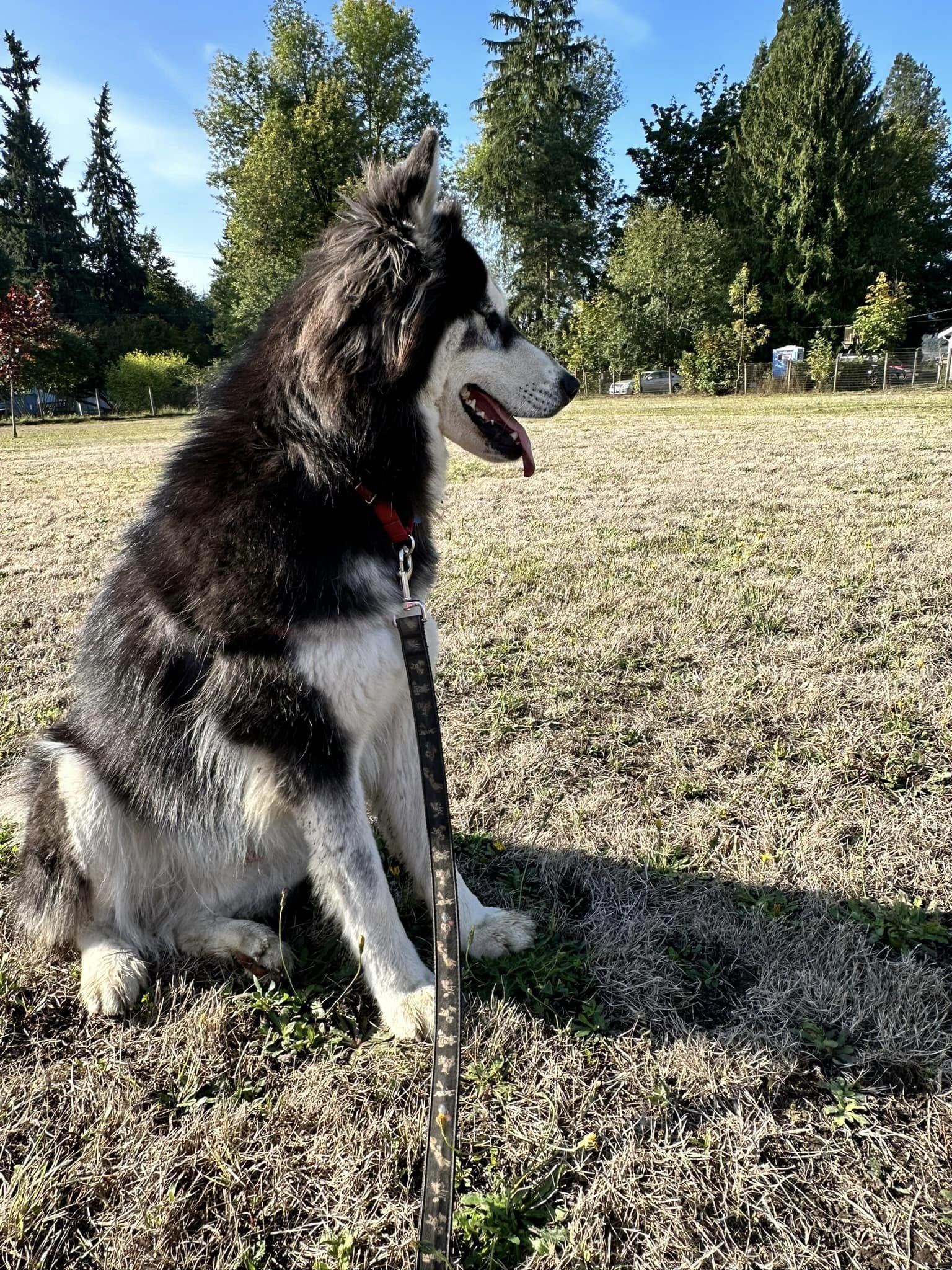 dog-image