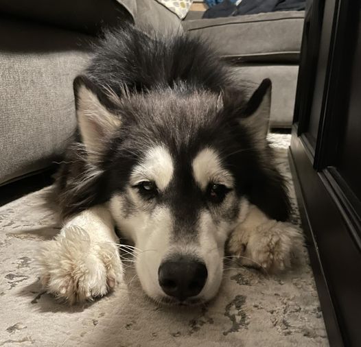 dog-image