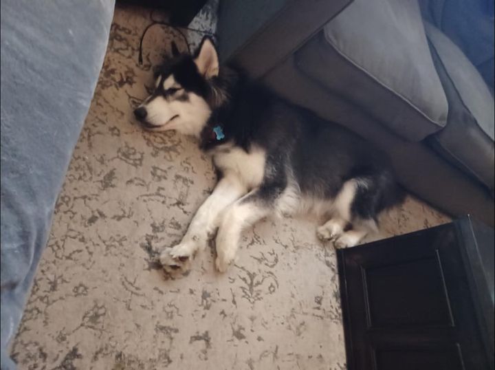 dog-image