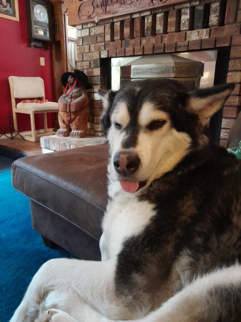 dog-image