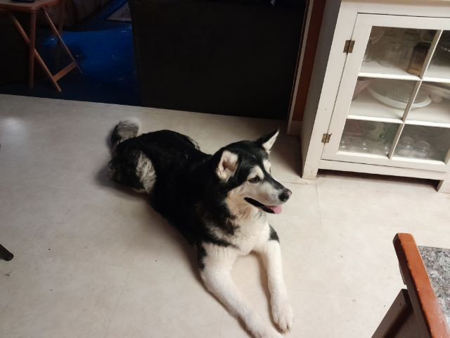 dog-image
