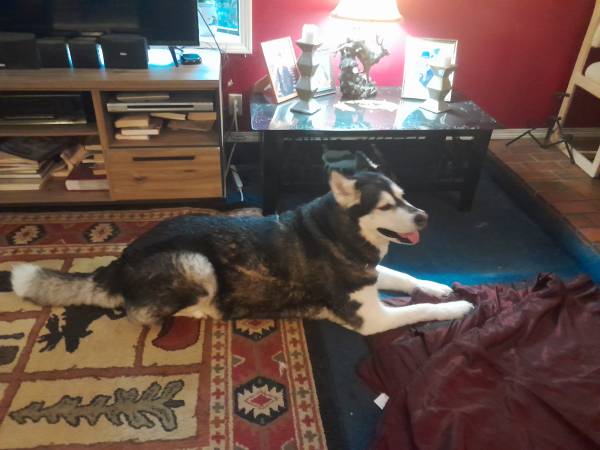 dog-image