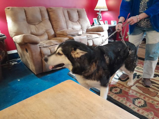 dog-image