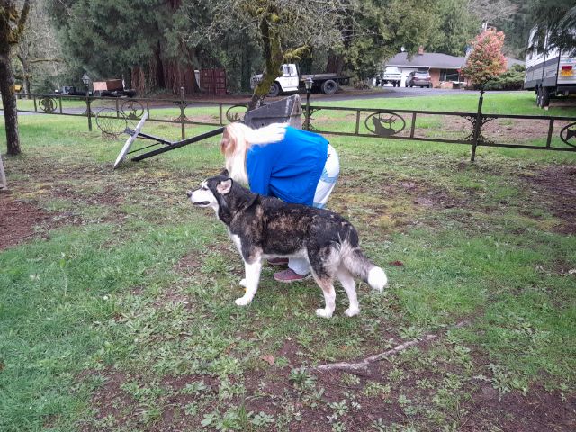 dog-image