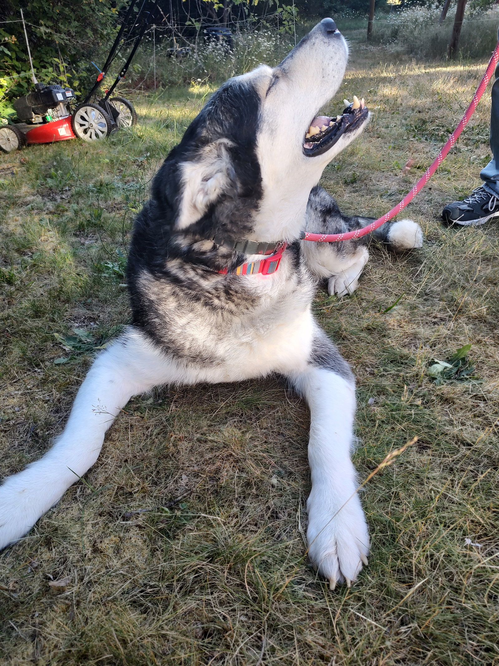 dog-image